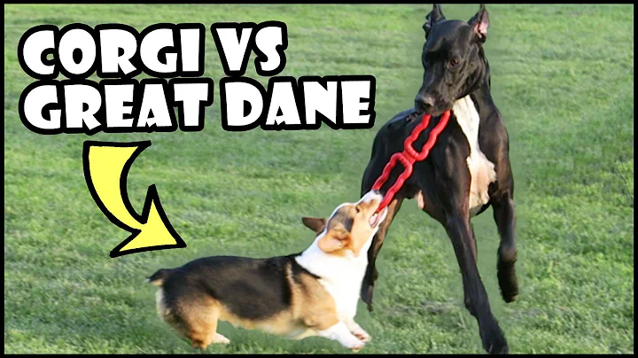 CORGI vs GREAT DANE | Short Vs Tall Dogs