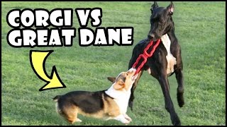 CORGI vs GREAT DANE | Short Vs Tall Dogs by Great Gatsby the Corgi 132,187 views 7 years ago 3 minutes, 1 second