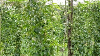 Best Practice to Grow Passion Fruits by Experts