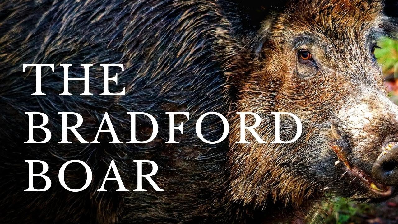 The Bradford Boar Why is there a boar on Bradford's coat of arms