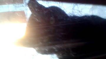 Thumbnail of Radioactive Cats