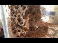 Ant colony live community chat