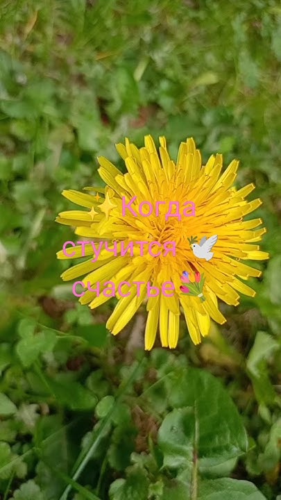 Когда стучится 🕊счастье💐#счастье#дом#радость#newshorts#beautiful#happy# ...