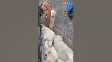 Amazing Way To Separate Sheep 🐏 #animals