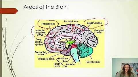 6 Types of Addicts: the neurobiology of the brain ...