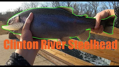 Clinton river steelhead fishing adventure (First f...