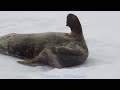Антарктика. ч.2 Животный мир