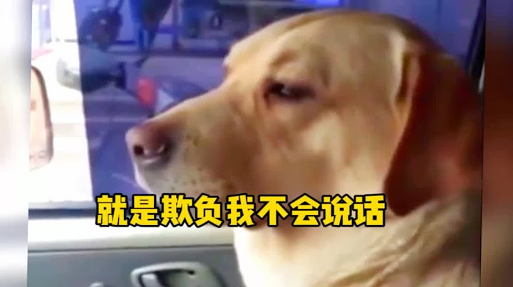 就知道欺负我不会说话，这个狗你来当