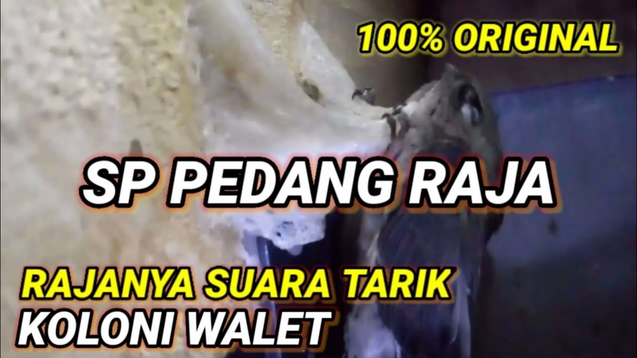 SP PEDANG RAJA. Rajanya suara tarik koloni walet. original dan super jernih