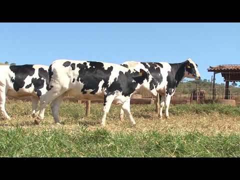 LOTE 58   0968bm  4042bq  4090bq   FAZENDA DIAMANTE   DIA 22 DE MAIO   14HS   REMATEWEB PLUS