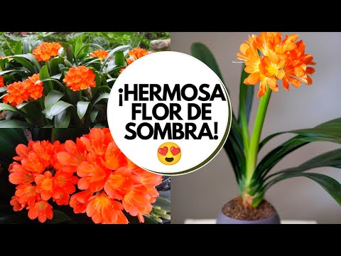 Video: Clivia: Cuidado En El Hogar, Variedades: Cinabrio, Miniata, Abigarrado. ¿Cómo Hacer Florecer A Clivia?