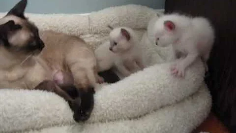 Watch the video about Black&Tan Siamese - Lovin' Liberty