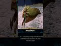 The Spirit Animal of the Dwarfs in Warhammer3
