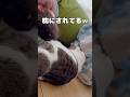 【保護猫】子供達の枕にされる猫