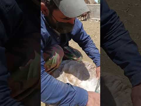 این کار معمولا در فصل بهار انجام می شود گوسفند در تابستان خنک بماند