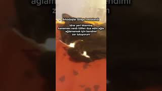 (Arkadaşlar Gölge öldü malesef ameliyata giremeden lütfen Allah rahmet eylesin yazın)😭 Resimi