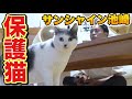 【保護猫活動】第4話 猫おじさん保護猫明日香と人馴れ開始!?【サンシャイン池崎】