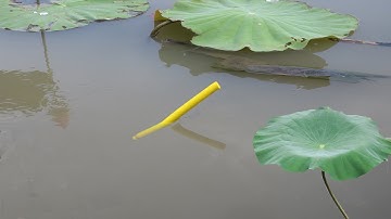 Câu Cá Ao Sen , Chặn Ngay Đường Đi Của Cá Thả Mồi Xuống Là Rút Phao Liền