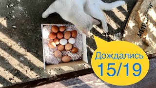 Они это сделали 15/19