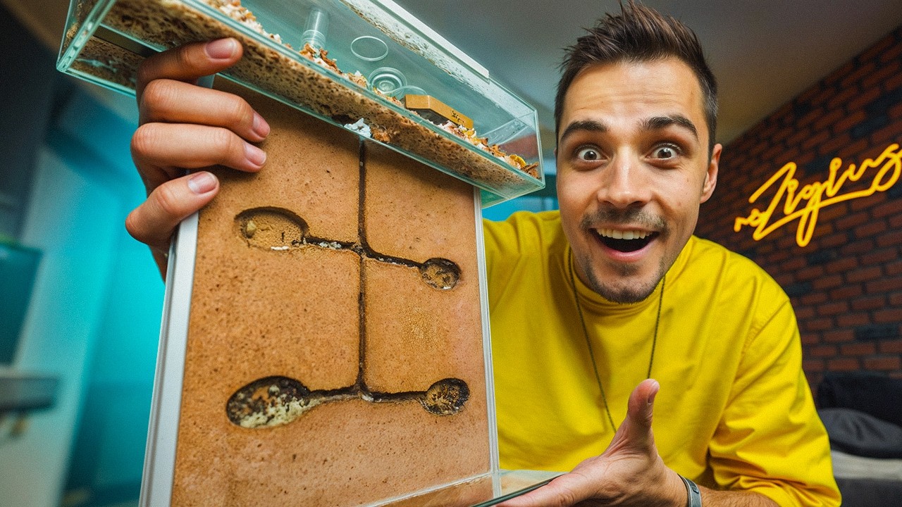 MRÓWKI WRÓCIŁY! 🐜 *gdzie są mrówki reZiego?!*