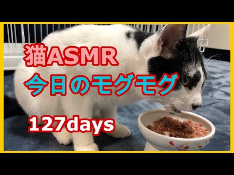 猫ASMR：今日のモグモグ 127days