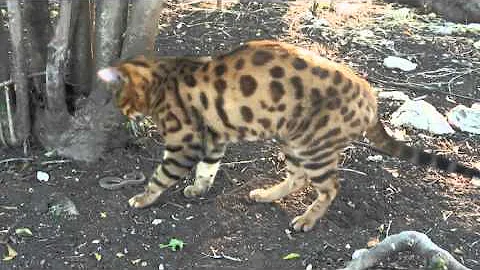 Watch the video about Bengal cat vs snake