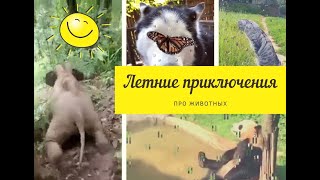 ЖИВОТНЫЕ ЛЕТОМ. Смешные Животные. Приколы с Животными Летом...