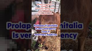 Life threatening prolapse in cattle ,vet  modified buhner suture method to prevent re prolapse