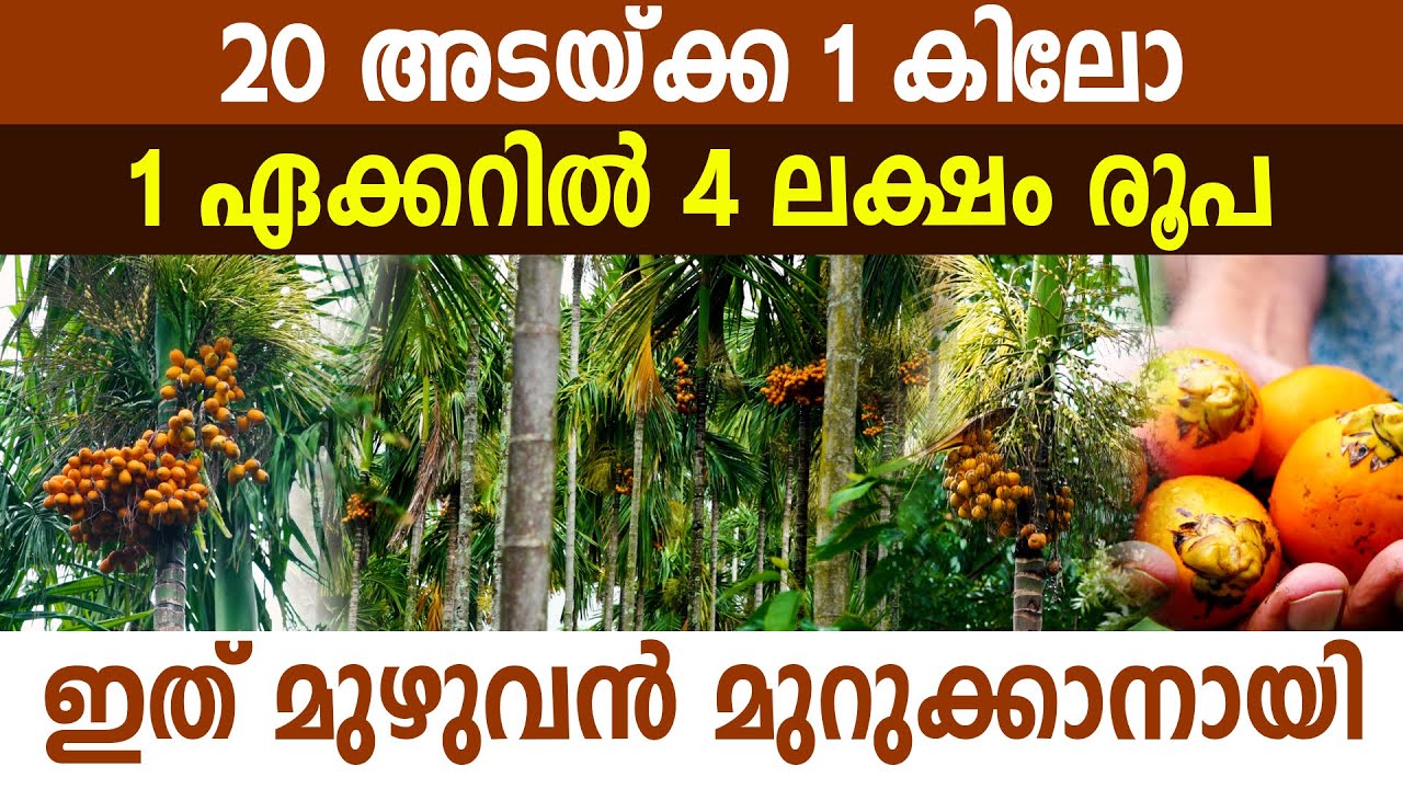 വിശ്വസിക്കാൻ കഴിയുമോ? ടൺകണക്കിന് അടയ്ക്കാ ഉപയോ​ഗിക്കുന്നത് വെറ്റില മുറുക്കാനായ് I Areca nut I