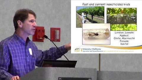 black widow spider presentation