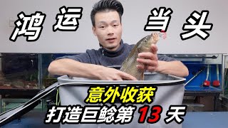 平白無故收獲一箱魚其中還有一條紅鯉魚這下猛魚有吃的了