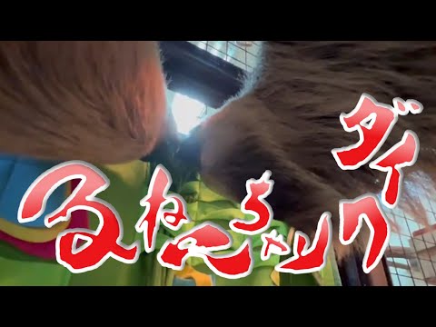 ナマケモノのごはんタイム【ダイクリちゃんねる】#asmr   #咀嚼音 #sloth #ナマケモノ