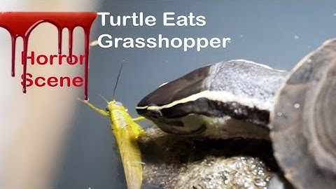 Box Turtle Try to Eats Grasshopper with Horror Scene