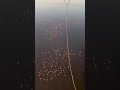 Flamingos 🦩 over lake Nduttu in southern serengeti this morning from the Balloon ride !