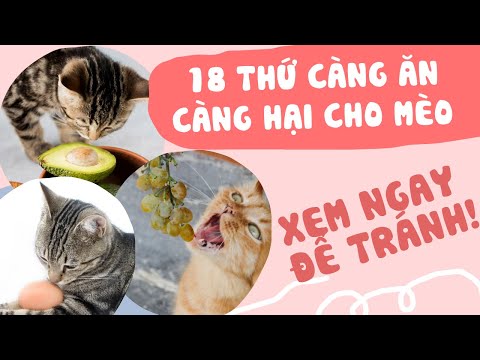 Video: Ảnh hưởng của một rò rỉ khí trên động vật