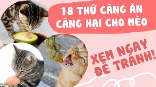 18 Thực Phẩm Quen Thuộc Nhưng  Không Được Làm Thức Ăn Cho Mèo | Ami Pet Shop