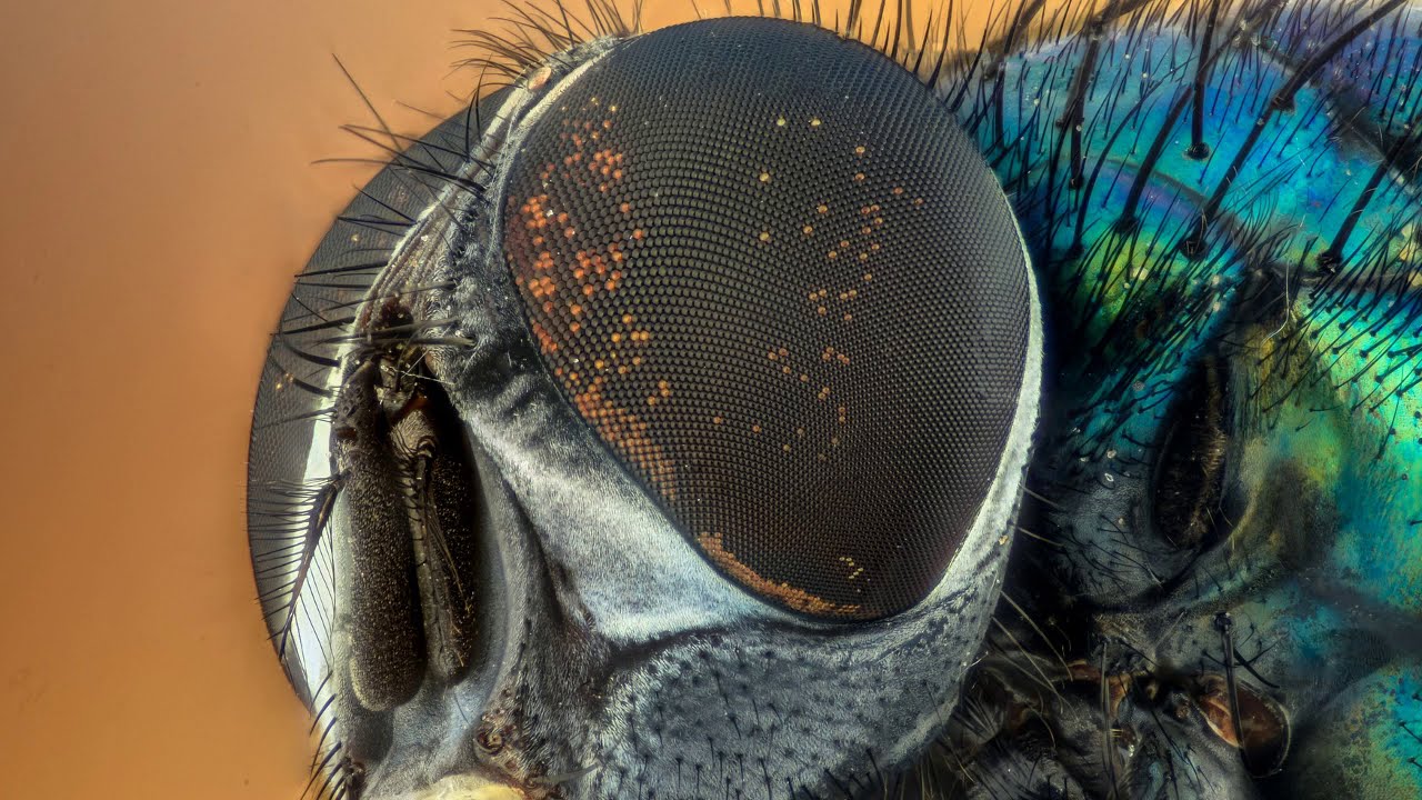 La Mosca Que Soñaba Ser Un Aguila www.youtube.com