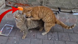 Amazing! another male cat thinks other male cat is female by Pawmission 27 views 4 days ago 3 minutes, 6 seconds