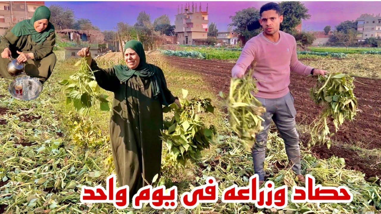 اجتمعنا كبار وصغار وسمينا بسم الله ونزلنا الارض (جمعنا وزرعنا وكان من احلى الأيام 