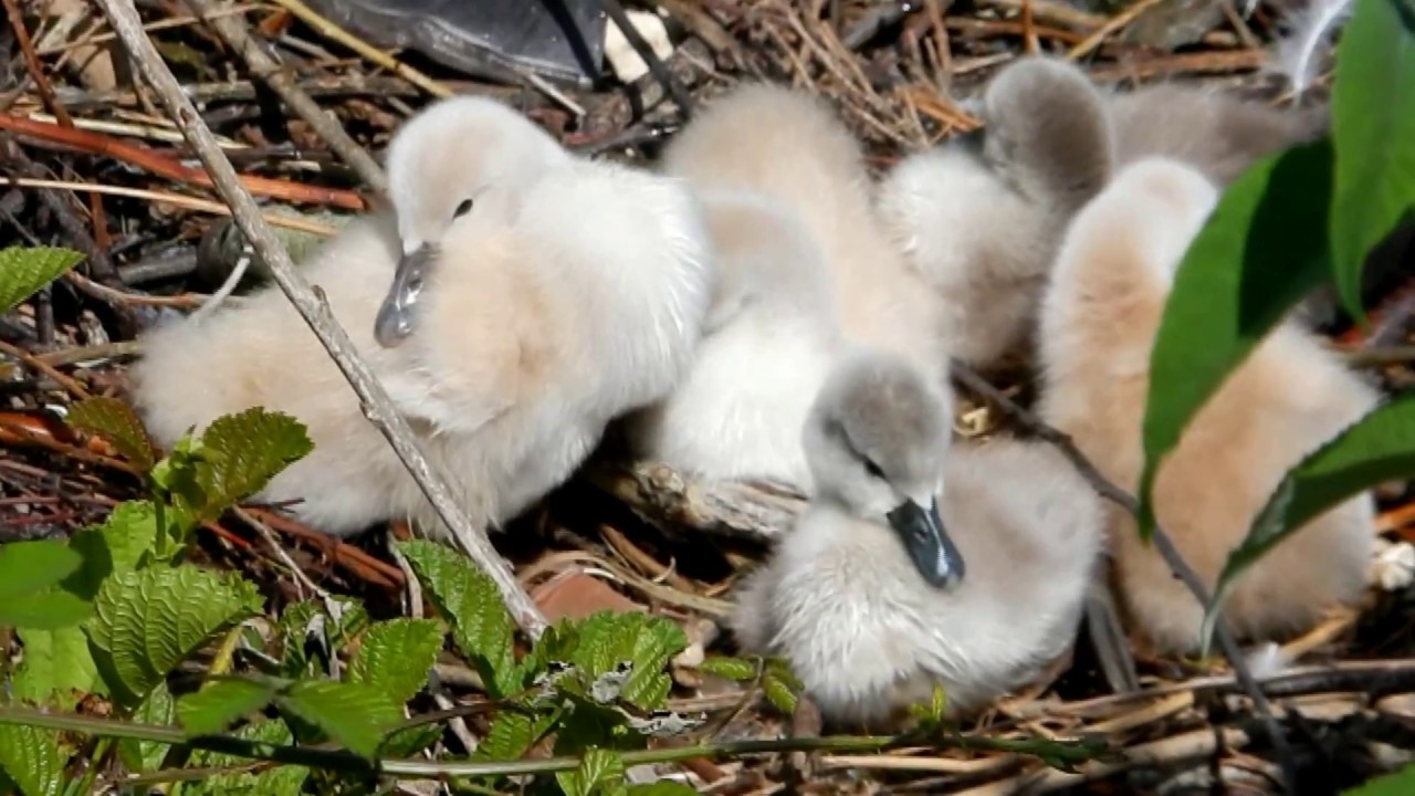 Cygnes Et Cygneaux Youtube