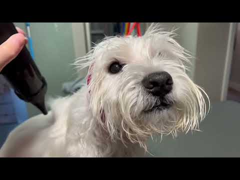 Video: Frisuren für einen West Highland White Terrier