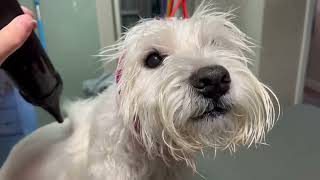 West Highland White Terrier beim Hundefriseur  Vorher  Nachher