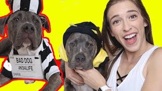 My Dog's Halloween Costumes My Dog's Halloween Costumes