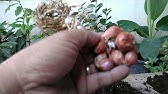 8 Vegetables and Herbs You Can Re grow Again and Again Inside your