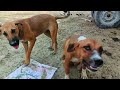 Dog 😂🤣 Lovely Video❤ Nice Cappil Dog