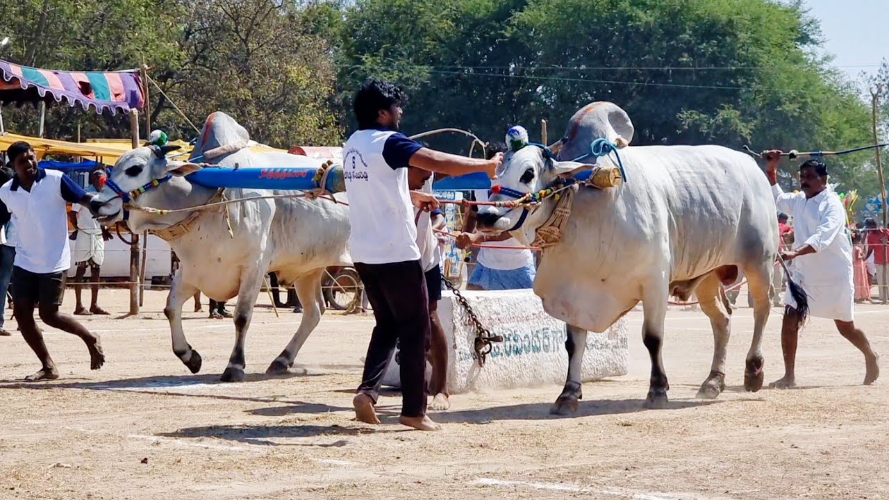 🥈కాకునూరు సీనియర్స్ విభాగం బండలాగుడు పోటీలు 1వ జత బోరెడ్డి కేశవరెడ్డి పెద్దకోటాల నంద్యాల జిల్లా