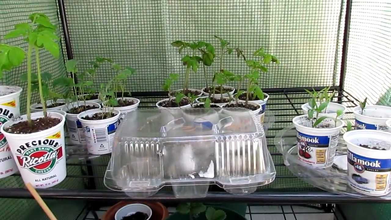 Joining this reusable planter train. Plastic yogurt cups plant