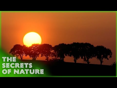 Trees of Tempting Fruit - The Secrets of Nature