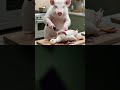 #animals #pets #shortvideos #shortsfeed #shorts