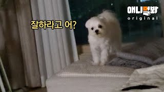 슈스 강아지 장군이가 스케줄 없는 날 하는 일ㅋㅋㅋㅣKorean Celeb Dog That Loves Tte…